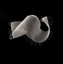 Coiffe – 2017 Photographie, 60 x 80 cm