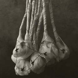 Les cerises d’hiver de Shiyoko – 2012 Photographie, Fleurs parées et brodées