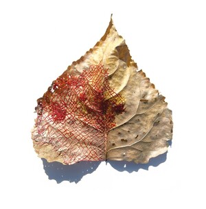 Justin Palermo, Savennières, 2017, broderies sur feuille