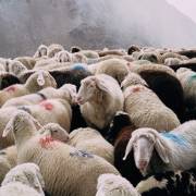 « Oltre Terra. Why Wool Matters » 🌐