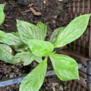 A découvrir : Éric Cheung Chun-Lam  ressuscite le bleu Hakka