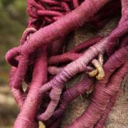 Appel Biennale Internationale du Lin de Portneuf 2027